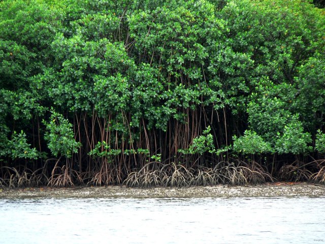 07- La mangrove vue du mouillage de Savusavu 